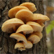 Mushrooms On A Tree Mushrooms On A Tree - VideoHive Item for Sale