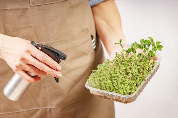 Woman watering and nurturing micro green. Woman hands holding box with microgreen