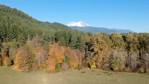 Ariel drone footage revealing the top of Mt. Rainier with a foreground of autumn trees. alt