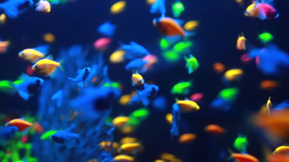 Macro shot of little exotic colorful fish swimming underwater among natural coral reef. 