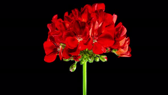 Red Pelargonium Flowers Blooming in Time Lapse on a Black Background. Beautiful Neon Red Geranium alt