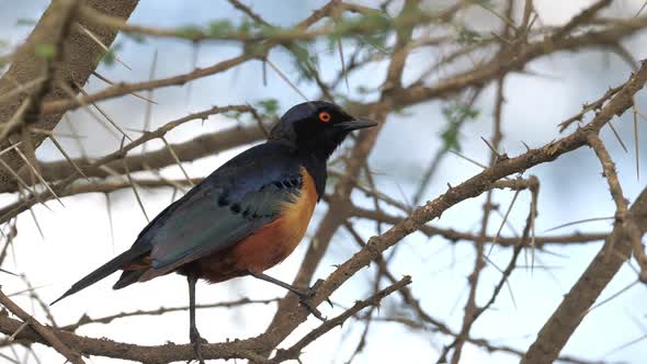Wreathed Hornbill is a Species of Hornbill Found in Forests From Far Northeastern India and Bhutan alt