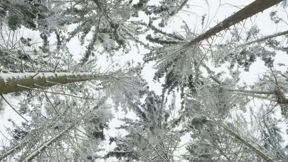 Low angle looking in European winter forest covered crown of tree in snow ,