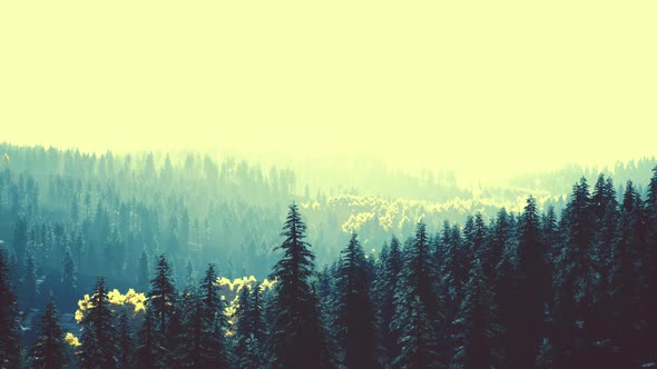 Fir Trees on Meadow Between Hillsides with Conifer Forest in Fog alt