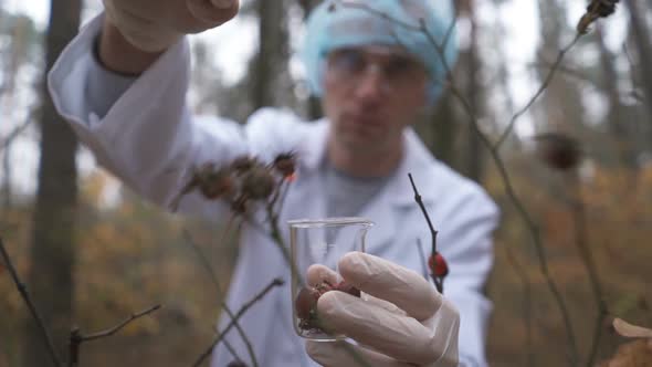 In the Forest, an Ecologist Takes Samples of Plants and Puts Them in a Test Tube