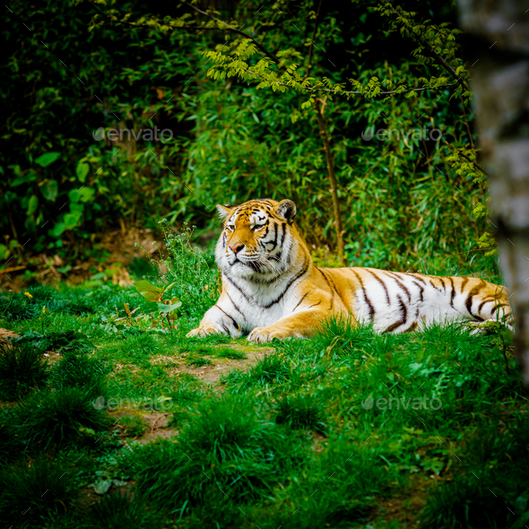 Tiger laying down on green grass