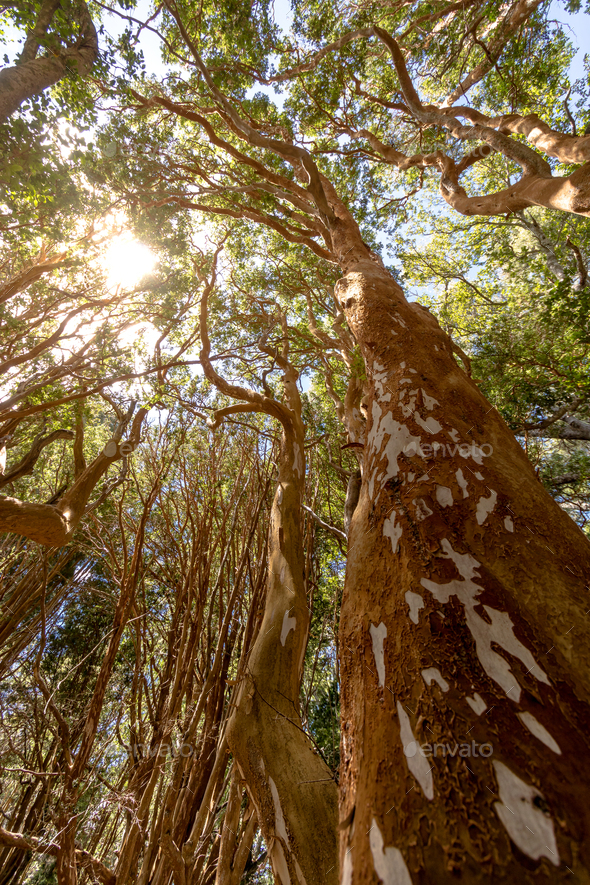 Chilean Myrtle tree at Arrayanes National Park - Villa La Angostura, Patagonia, Argentina