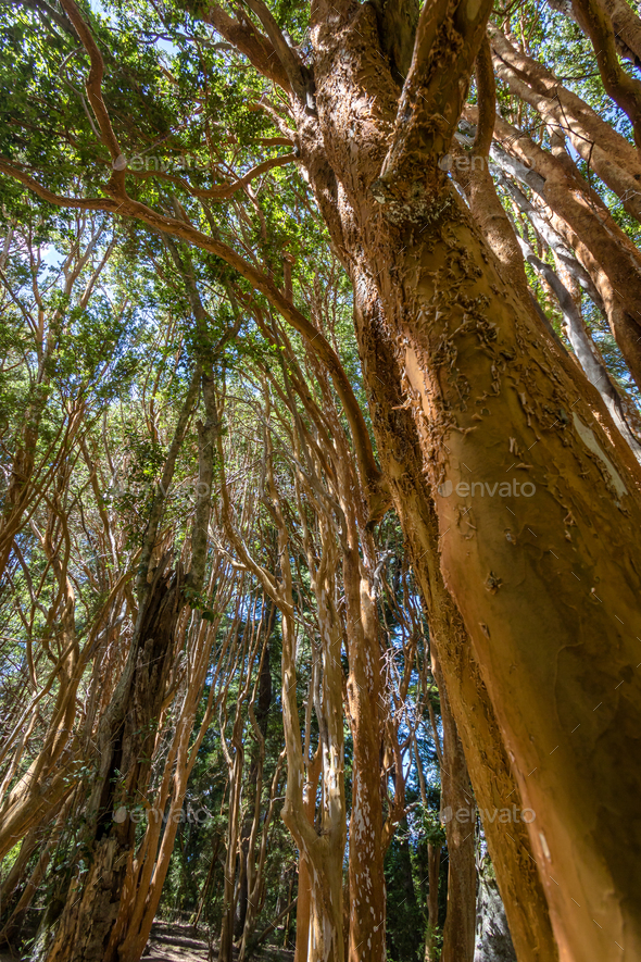 Chilean Myrtle tree at Arrayanes National Park - Villa La Angostura, Patagonia, Argentina