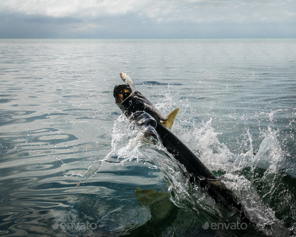 Tarpon fish jumping out of water - Caye Caulker, Belize