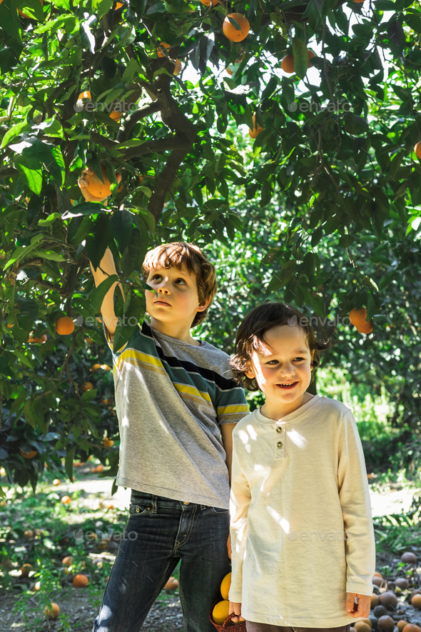 Happy children pick oranges in the garden. Stock Photo by EvgeniiaFreeman