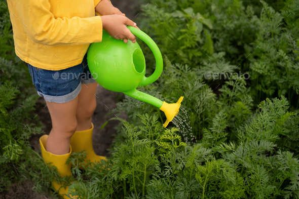 A child waters carrots in the garden with a small green toy watering can
