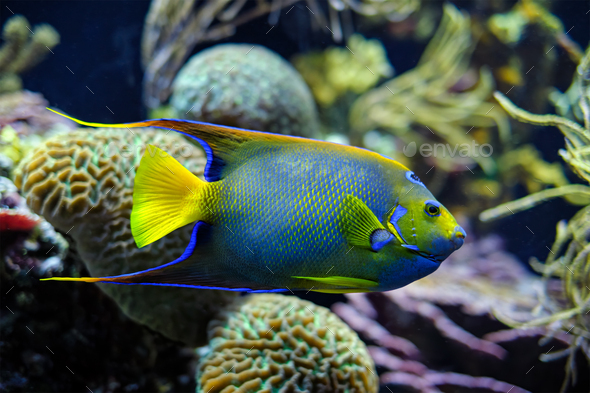 Queen angelfish Holacanthus ciliaris, also known as the blue angelfish, golden angelfish or yellow - Stock Photo - Images