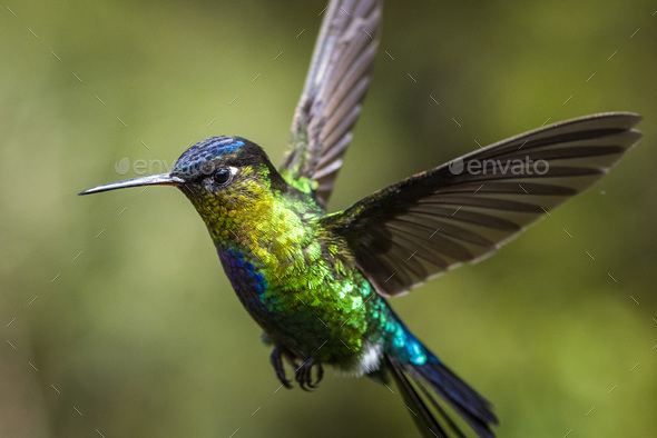 Fiery-throated Hummingbird (Panterpe insignis), San Gerardo de Dota, San Jose Province, Costa Rica - Stock Photo - Images