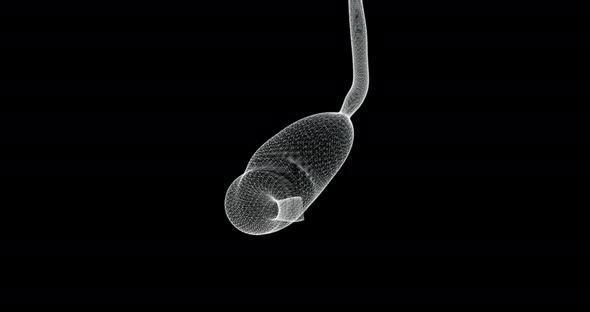 Stomach Hologram alt