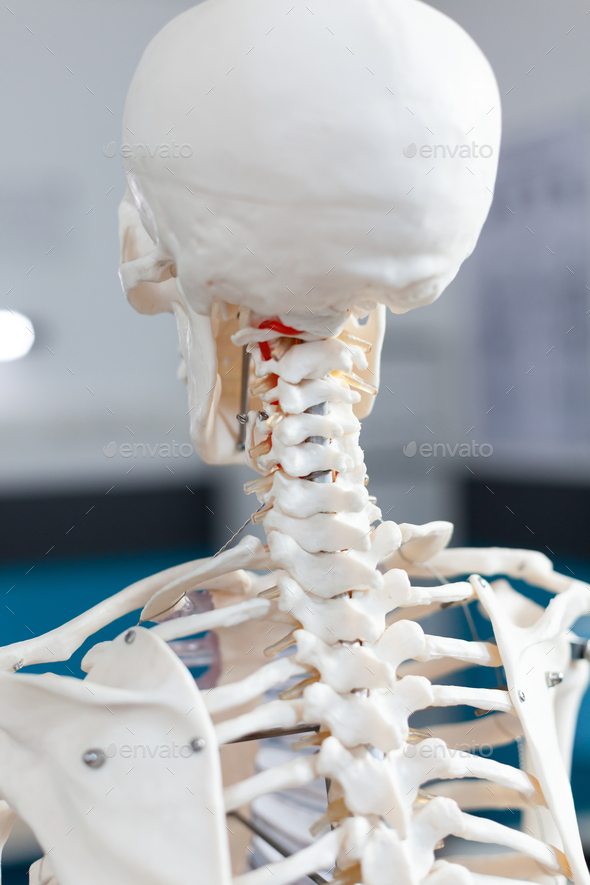Closeup of backbone of an human body skeleton standing
