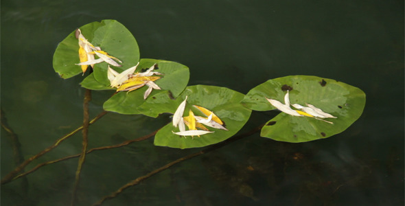 Water Lilies Leaves