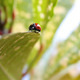 Ladybug on a Leaf - VideoHive Item for Sale