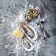 Oysters with lemon on ice on gray background close-up - PhotoDune Item for Sale