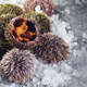 Sea urchins on ice on gray background close-up - PhotoDune Item for Sale