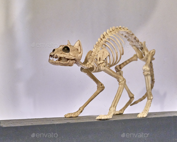 Cat skeleton on gray wall background.