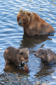 Wild Kamchatka brown she bear with two bear cub catch red salmon fish while standing in river - PhotoDune Item for Sale