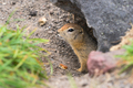 Curious but cautious wild animal Arctic ground squirrel peeps out of hole and looking around - PhotoDune Item for Sale