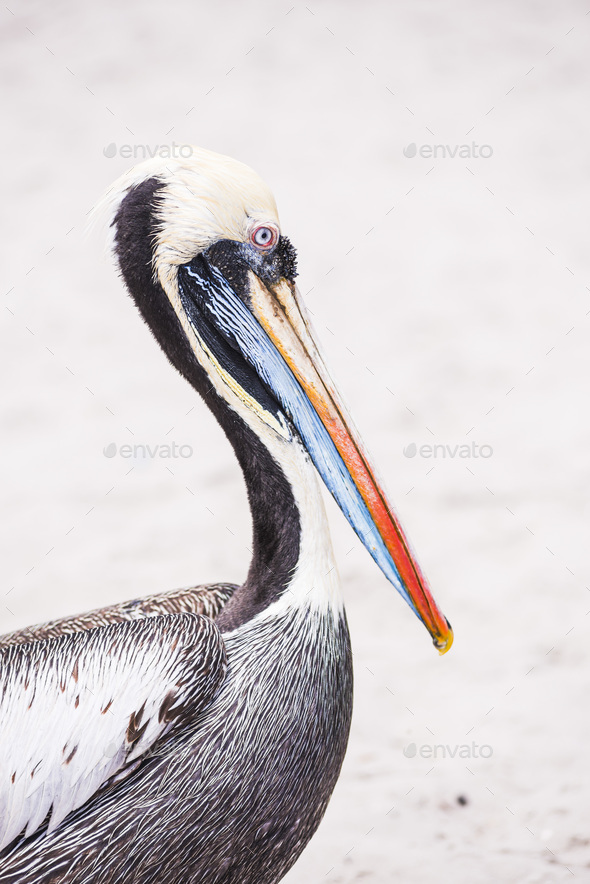 Peruvian Pelican (Pelecanus Thagus), Paracas, Ica, Peru, South America - Stock Photo - Images