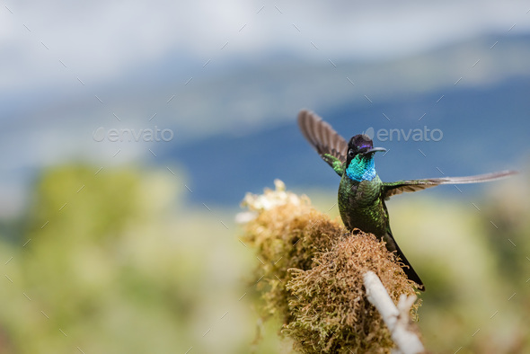 Magnificent Hummingbird (Eugenes fulgens aka Refulgent Hummingbird), San Gerardo de Dota, San Jose P