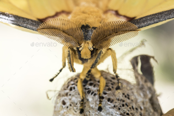 Comet Moth aka Madagascan Moon Moth (Argema mittrei), endemic to Madagascar