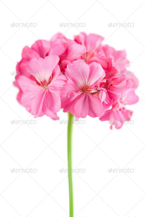 pink geranium flower isolated - Stock Photo - Images