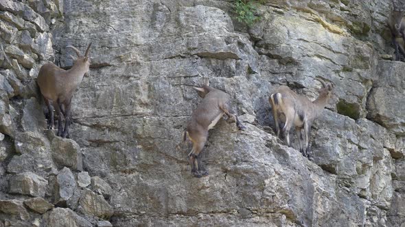 Group of alpine ibex climbing on rocky mountain and falling down in slow motion alt