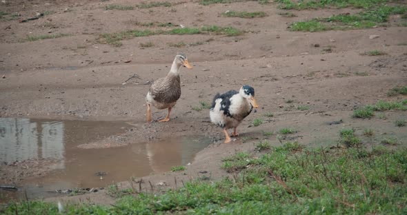 White Domestic Geese and Ducks Walk on Grass on Farm