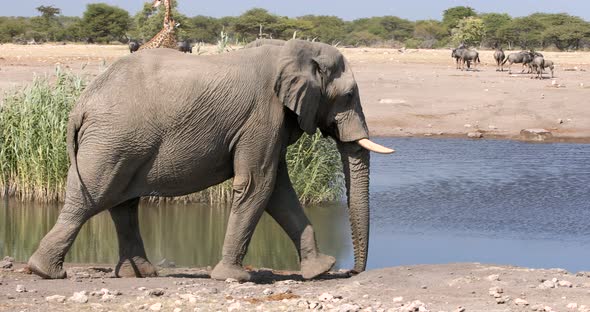 majestic african elephant comming to waterhole alt