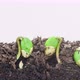 Soy Beans Sprouting Time Lapse - VideoHive Item for Sale