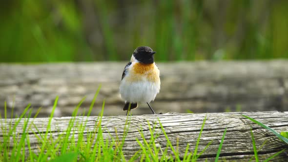 European Stonechat alt