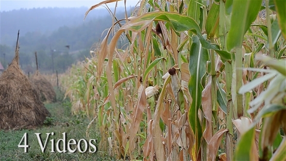 The Corns And Corn Field - 4 Videos