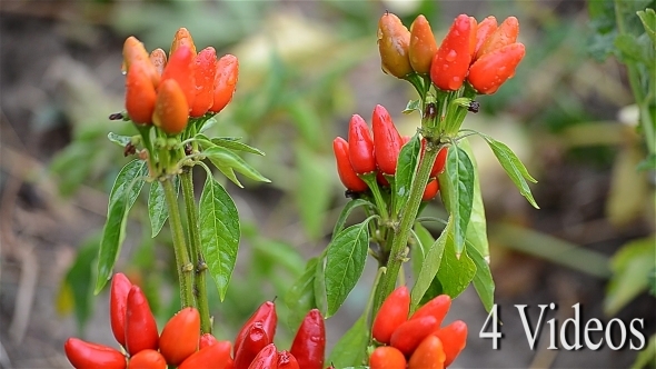 Fresh Red Vegetables In The Rain - 4 Videos