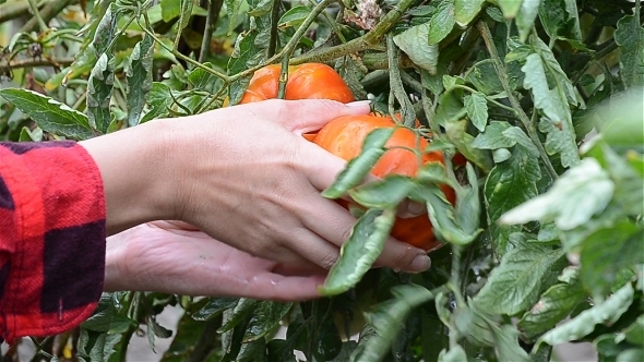 Picking Ripe Tomatoes