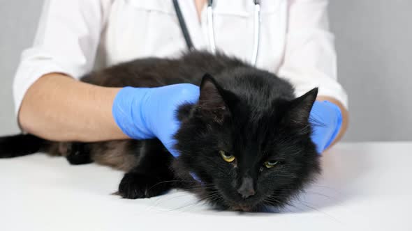 Unrecognizable Veterinarian Probes the Neck and Head of a Black Cat Slow Motion alt
