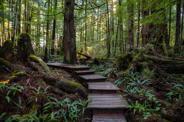 Wooden Path in the Woods with colorful green trees leading to Kennedy ...