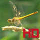 Beautiful Golden Dragonfly - VideoHive Item for Sale