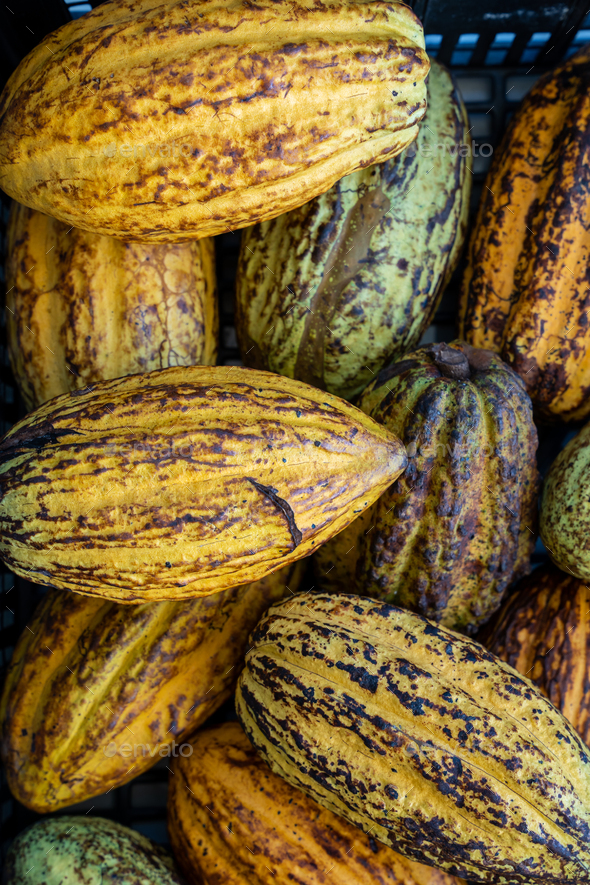 Closeup of cacao fruit, green and yellow fresh cacao beans Stock Photo