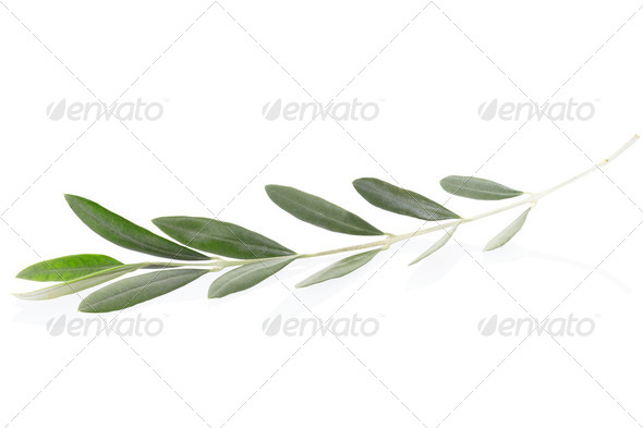 Olive twig - Stock Photo - Images