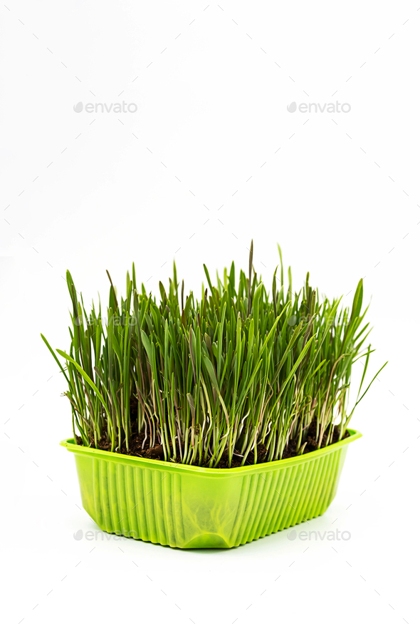 Fresh Grass for Domestic Cats Indoor Growing.