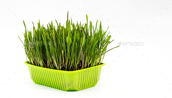 Fresh Grass for Domestic Cats Indoor Growing.