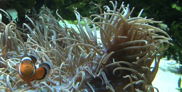 Clown Fishes - Pack 5 alt