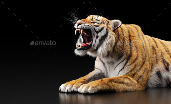 Tiger roar portrait on black