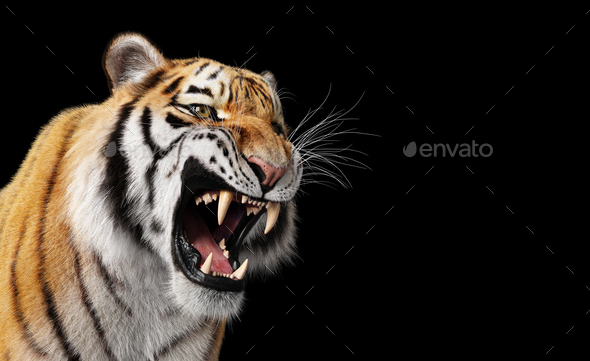 Tiger roar portrait on black
