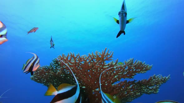 Underwater Fish Reef Marine alt