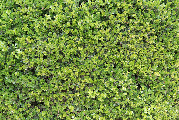 Carpet of green leaves Stock Photo by Icons8 | PhotoDune